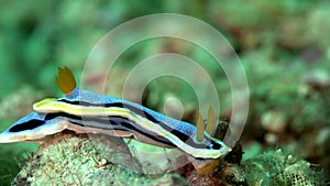 Anna`s chromodoris Chromodoris annae in the corals in Zulu sea Apo island