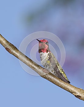 Anna's Hummingbird