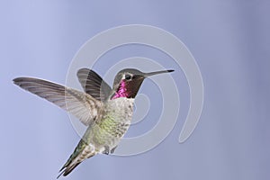 Anna's Hummingbird