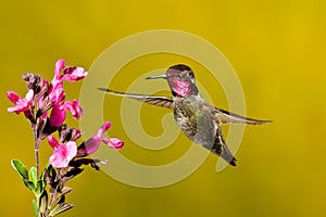 Anna's Hummingbird