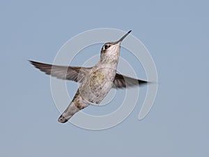 Anna's Hummingbird