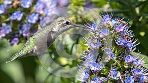 Anna\'s Hummingbird adult female hovering and feeding
