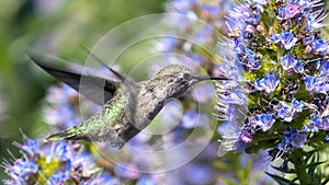 Anna's Hummingbird adult female hovering and feeding