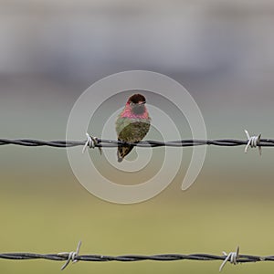 Anna`s Hummingbird adult male perched on barbed wire fence