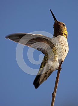 Anna`s Hummingbird Balancing Wing