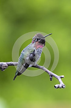 Anna`s hummingbird bird