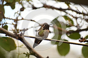 Anna`s Hummingbird on a Branch