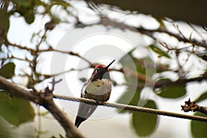 Anna`s Hummingbird on a Branch