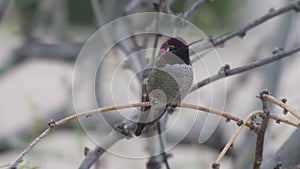 Anna`s hummingbird on a branch