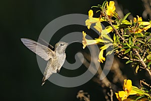 Anna's hummingbird, calypte anna photo