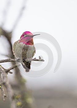 Anna`s hummingbird Calypte anna