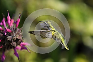 Anna's hummingbird, calypte anna