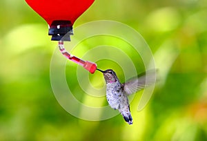 Anna's Hummingbird~ Calypte Anna photo