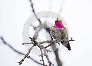 Anna`s hummingbird Calypte anna