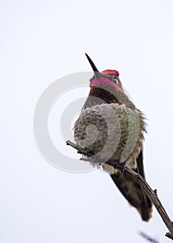 Anna`s hummingbird Calypte anna photo