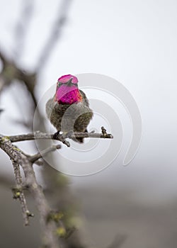 Anna`s hummingbird Calypte anna photo