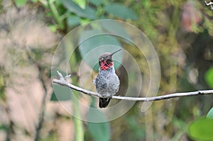 Anna`s Hummingbird Calypte anna on a branch