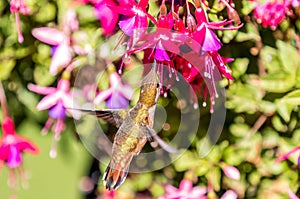 An Anna`s hummingbird  Calypte anna  feeds from a colorful Fuchsia bush.