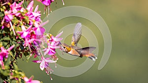An Anna`s hummingbird  Calypte anna  feeds from a colorful Fuchsia bush.