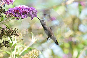 Anna`s Hummingbird Calypte anna Flying while Drinking Nectar from Butterfly Bush