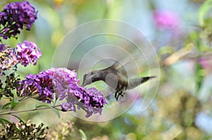 Anna`s Hummingbird Calypte anna Flying while Drinking Nectar from Butterfly Bush