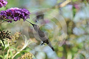 Anna`s Hummingbird Calypte anna Flying while Drinking Nectar from Butterfly Bush