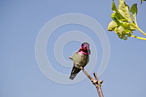 Anna's Hummingbird (Calypte anna) photo