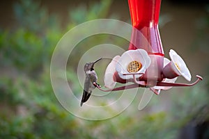 Anna`s Hummingbird Calypte anna perched and posing at a red and pink  hummingbird feeder, with green and white feathers, and