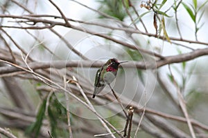 Anna`s Hummingbird Calypte anna