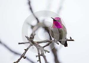 Anna`s hummingbird Calypte anna