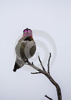 Anna`s hummingbird Calypte anna photo