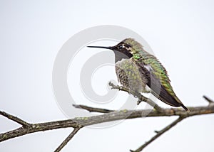 Anna`s hummingbird Calypte anna photo