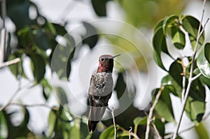 Anna`s Hummingbird Calypte anna on a ficus benjamina tree branch