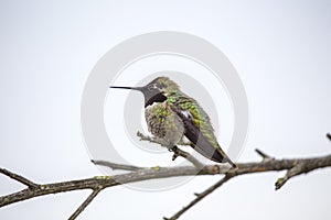 Anna`s hummingbird Calypte anna