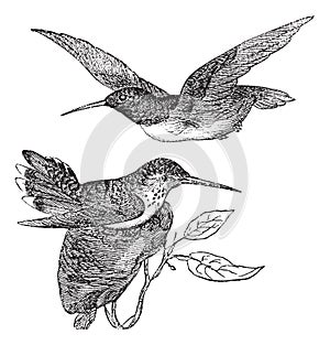 Anna`s Hummingbird or Calypte anna vintage engraving photo