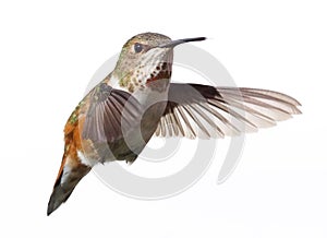 Anna`s Hummingbird caught mid flight isolated with a white background