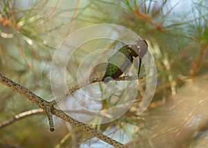 Anna`s hummingbird cleaning it`s beak by rubbing it on a tree branch