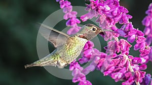 Anna's Hummingbird photo