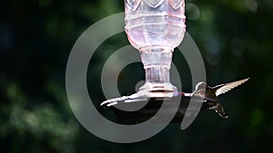Anna\'s Hummingbird drinking From our Feeder