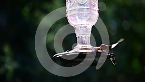 Anna\'s Hummingbird drinking From our Feeder