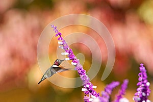 Anna`s hummingbird drinking from purple Mexican Sage