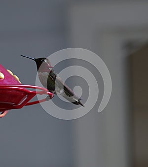 Anna\'s Hummingbird Drinking from Red Feeder