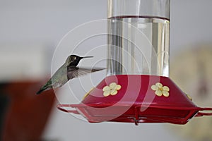 Anna\'s Hummingbird Drinking from Red Feeder