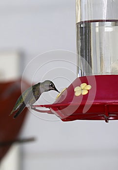 Anna\'s Hummingbird Drinking from Red Feeder