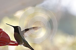 Anna\'s Hummingbird Drinking from Red Feeder