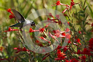 Anna`s Hummingbird feeding in a field of red California Fuschia. photo