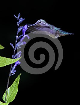 Anna`s Hummingbird Feeding at Purple Salvia