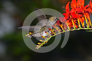 Anna`s Hummingbird Flies in Crocosmia 14