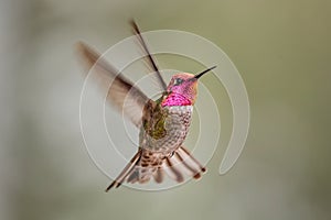 Anna\'s Hummingbird in Flight