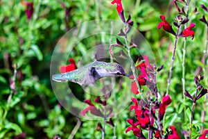 Anna`s Hummingbird in flight, feeding on red flowers. Green plants in background.